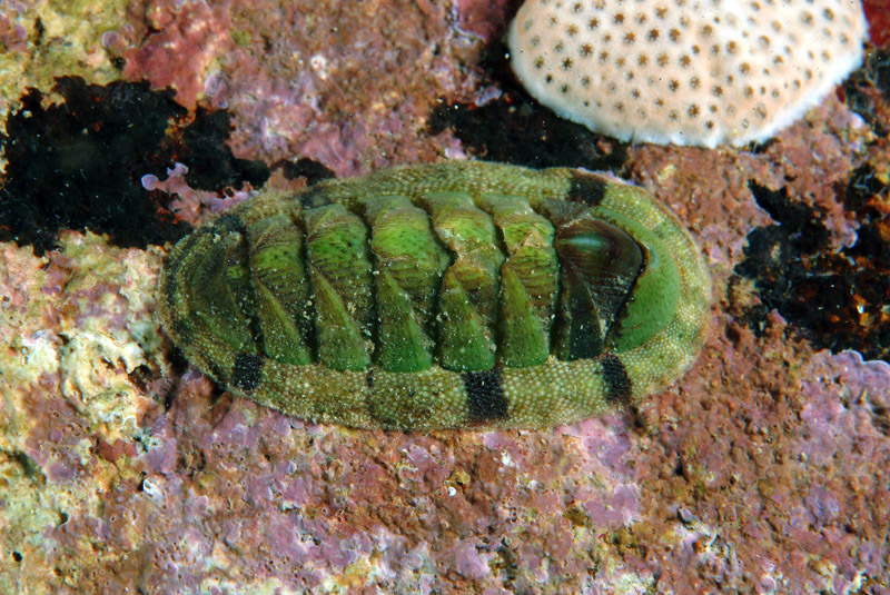 Chiton olivaceus